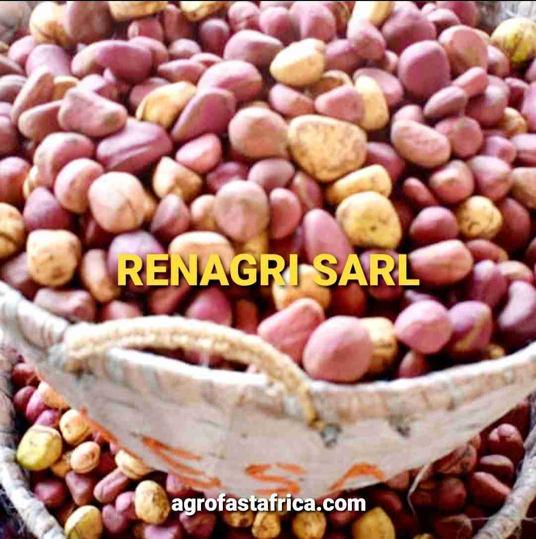 Kola Nuts / Cola / Renagri SARL / Unlimited Supply / Produced In Togo / - Image 2