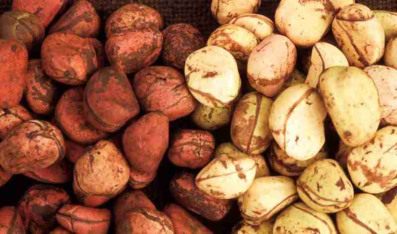 Kola Nuts / Cola / Renagri SARL / Unlimited Supply / Produced In Togo /
