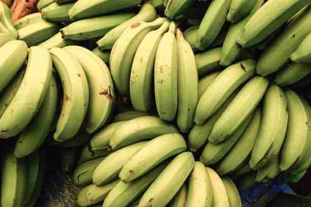 Plantain Banana / Banane / 2 to 3 TONS Per Week / RENAGRI SARL / Produced In Togo