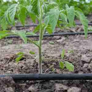 Drip Irrigation System Installation / Multiples of 300m2 / BIO_C.E.N.T.E.R / Produced in Togo