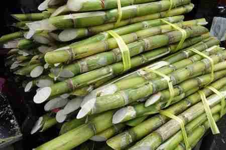 African Sugar Cane / Canne / 3 Tons per Week / RENAGRI SARL/ Produced In Togo