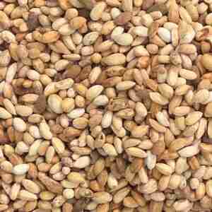 Neem Seeds / 1,000kg / OTIGATI / Produced In Ghana